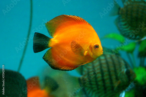 Coral reef discus fish with other fishes in background