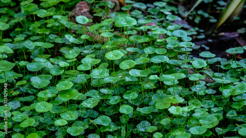 Obraz na plátně Asiatic Leaves - Green Leaf on dark black background, Water drop on Asiatic pennywort, Centella asiatica, Medical herb concept, natural green plants under sunlight using for background or wallpaper