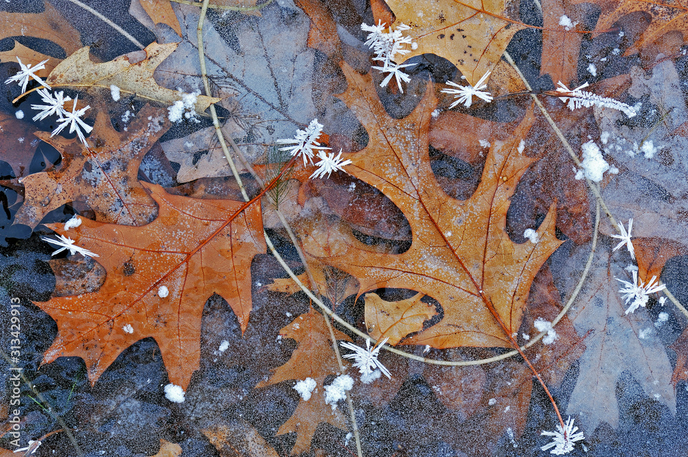 Close-up of frost and oak leaves encased in lake ice