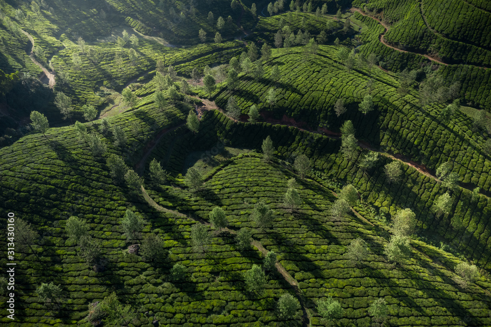 Beautiful tea plantation landscape in the morning. Beautiful tea plantation landscape in the morning.
