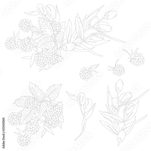 Set of raspberries and olives on the branches, contour drawing on a white background, vector illustration.
