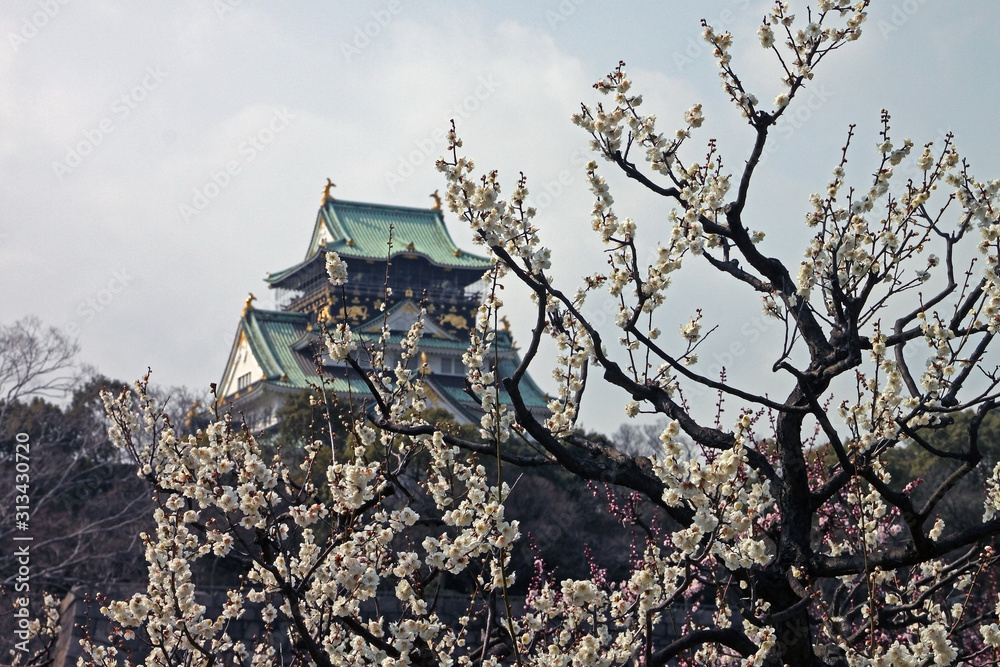Osaka Castle in Osaka with cherry blossoms, Japan. Osaka Castle in Osaka with cherry blossoms, Japan.