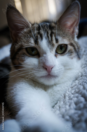 gato