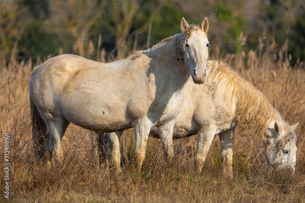 Caballo camargués (Equus ferus caballus) en el Parque Natural dels Aiguamolls de l'Empordà, Castelló d'Empúries, Baix Empordà, Girona. Catalunya. Caballo camargués (Equus ferus caballus) en el Parque Natural dels Aiguamolls de l'Empordà, Castelló d'Empúries, Baix Empordà, Girona. Catalunya.