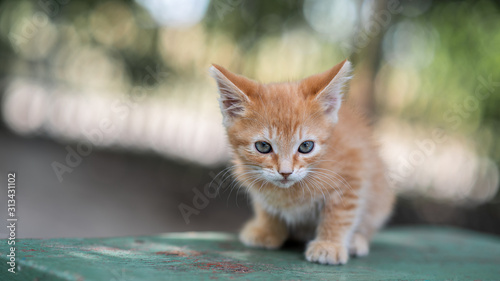 Adorable red kitten posing outdoors in summer. Funny cute little ginger kitten. Pets. © Malcomblch
