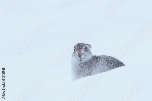 wintering mountain hare