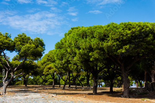 Izmir, Turkey. Park inside the castle in Izmir. Turkish trees. Pine park. Walk in the forest. Nature in Turkey. Blue sky. Excursions in Izmir. Turkish landscape. Place for text. Fresh air.