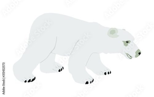 Polar bear vector isolated on white background. Ursus Maritimus. White bear from arctic. Northern animal.