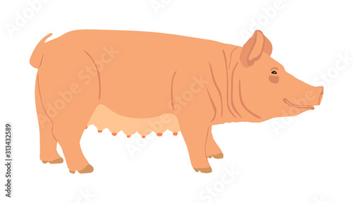 Pig vector silhouette isolated on white background. Pork meat. Butcher shop wallpaper or poster. Farm animal symbol pig. Domestic animal. Swine portrait. Sow symbol.