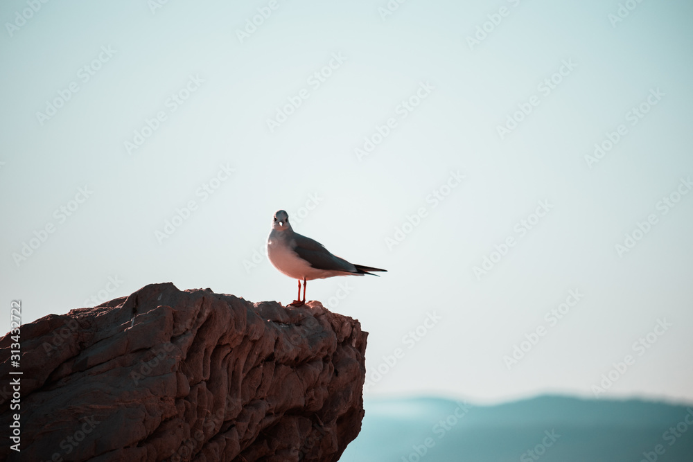 Single seagull standing on a rock on the sea, blue sea and sky on a bright sunny day Single seagull standing on a rock on the sea, blue sea and sky on a bright sunny day