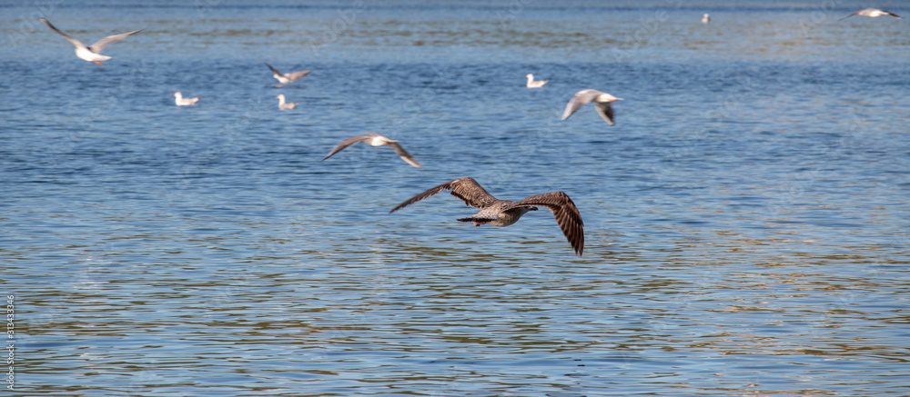 Seagull in flight over the adriatic sea, cloudless sky bright blue sea.