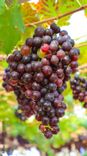 Red grapes in the gardenThai grapes vineyard,