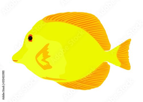 Yellow tang vector illustration isolated on white background. Coral reef fish. Zebrasoma aquarium fish.