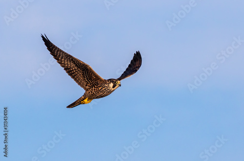 Εκτύπωση καμβά Peregrine falcon (Falco peregrinus) juvenile flying in blue sky, Galveston, Texas, USA