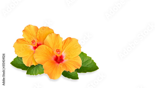 Orange Hibiscus flowers and space for text