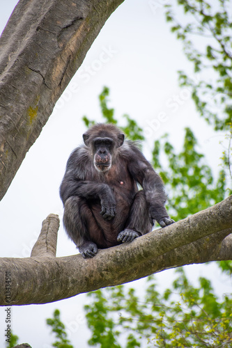 Ape on a tree © Andrew