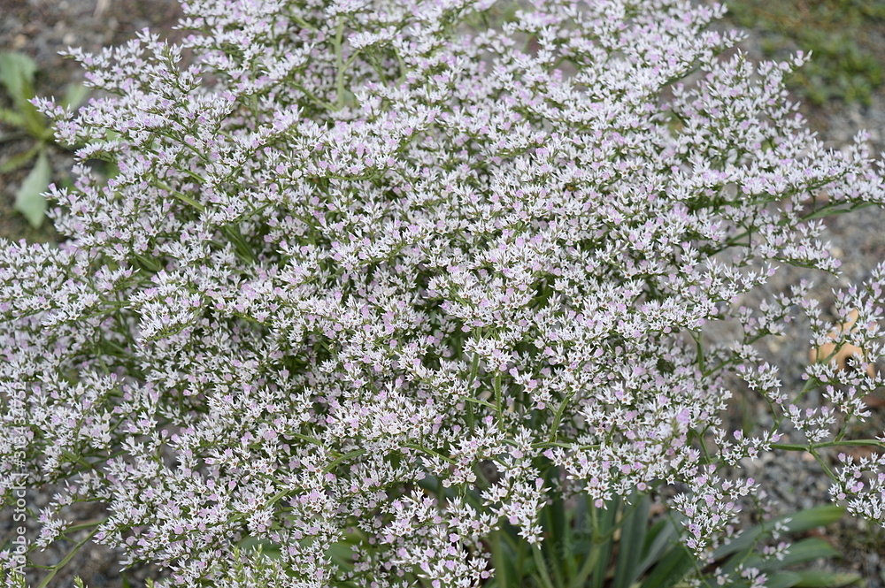Obraz premium Closeup Goniolimon tataricum known as limonium with blurred background in summer garden