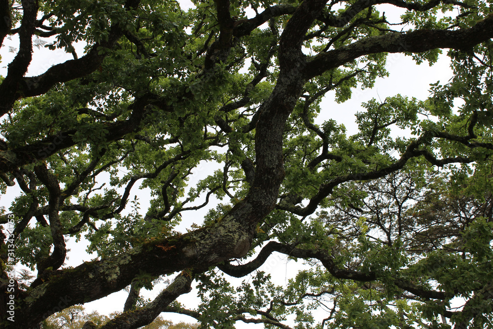 huge moss-covered branches of centuries-old trees. Park in Poltugal. Sintra city. huge moss-covered branches of centuries-old trees. Park in Poltugal. Sintra city.