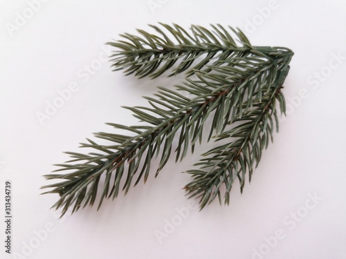 Beautiful neat twig of spruce on a white background. Close-up photo. Top view. Pattern with spruce branch. Fir-tree new year branch. Greeting card design celebration.