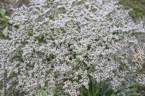 Closeup Goniolimon tataricum known as limonium with blurred background in summer garden photo