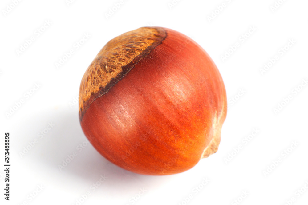 One dried hazelnut in closeup isolated on rhe white background