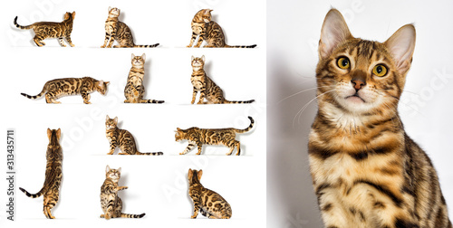 Bengal kitten looks up on a white background photo