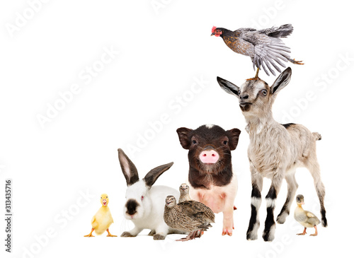 Funny farm animals isolated on white background