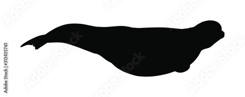 Beluga whale vector silhouette illustration isolated on white background. White whale symbol. Polar dolphin. Delphinapterus leucas. 