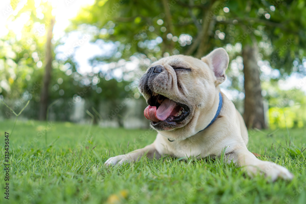 Obraz premium Cute french bulldog lying on grass in park.