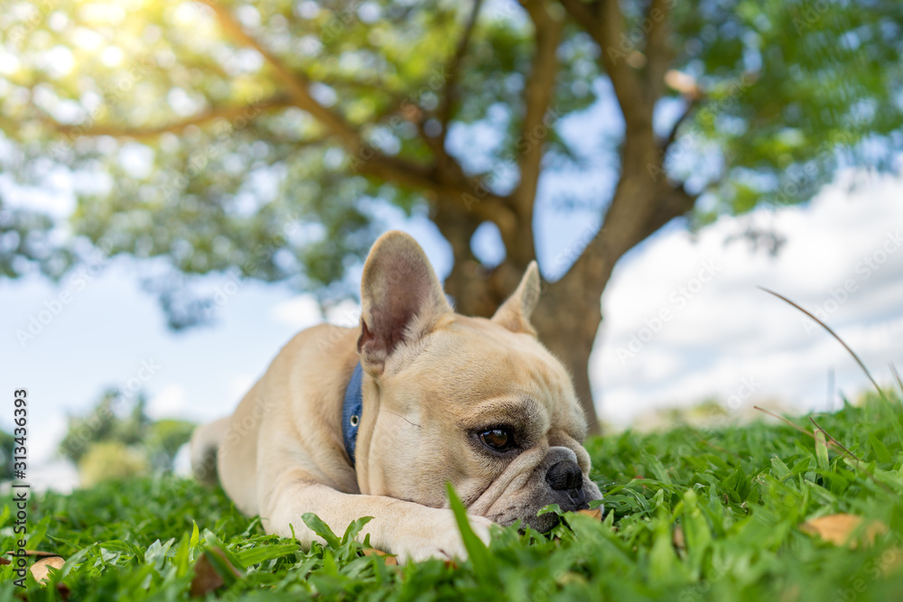 Cute french bulldog lying in park under the big tree.