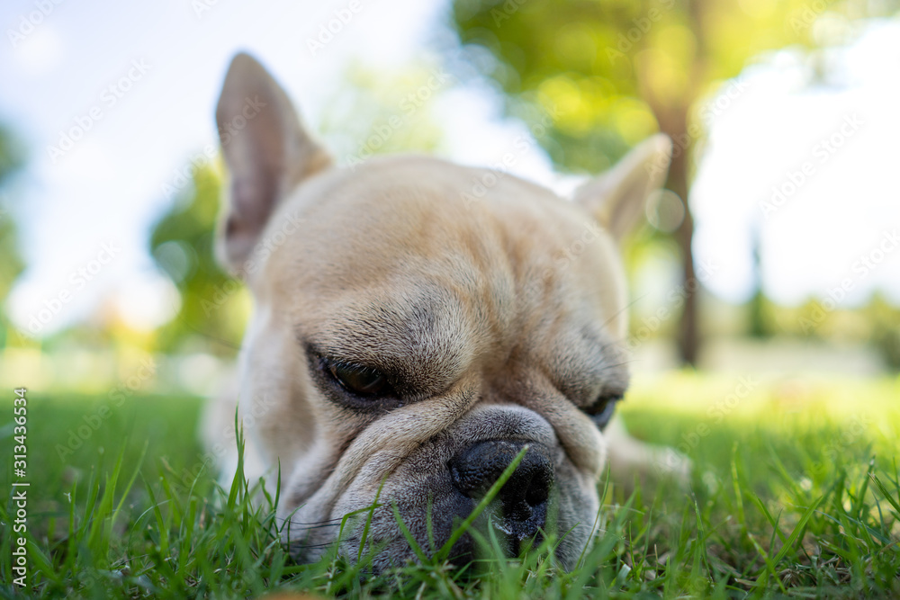 Cute french bulldog lying on grass in park.