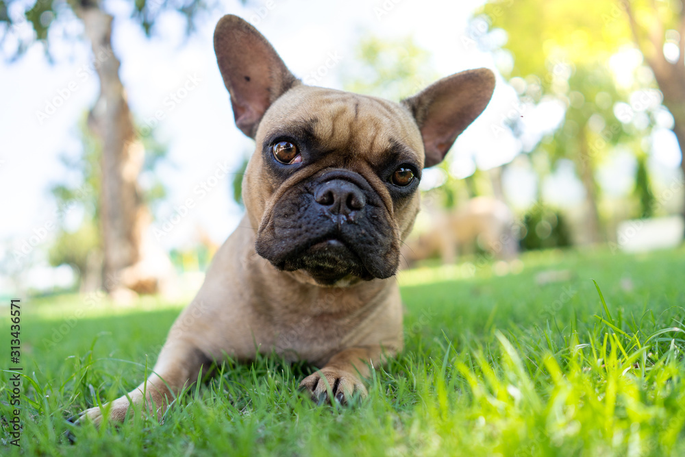 Cute french bulldog lying on grass in park. Cute french bulldog lying on grass in park.