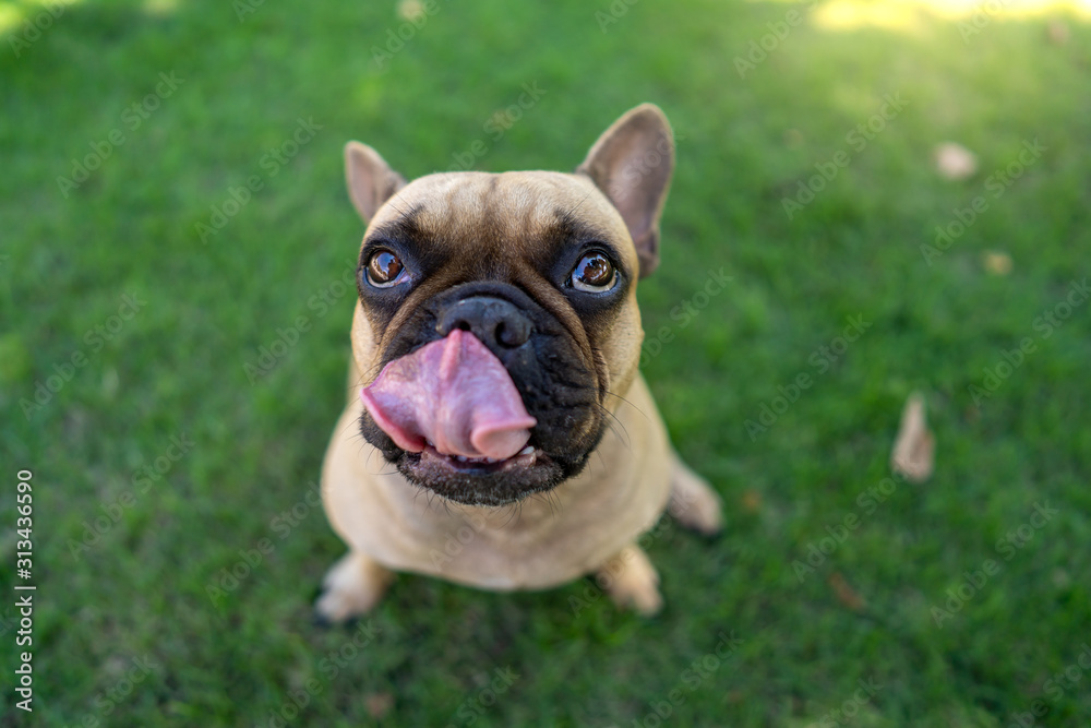 Cute french bulldog lying on grass in park.