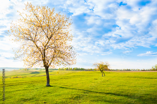 Field, tree and blue sky. Summer or spring landscape.
