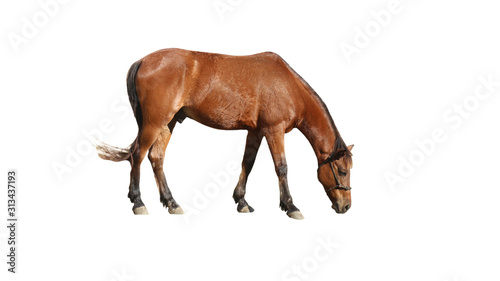 horse isolated on white background