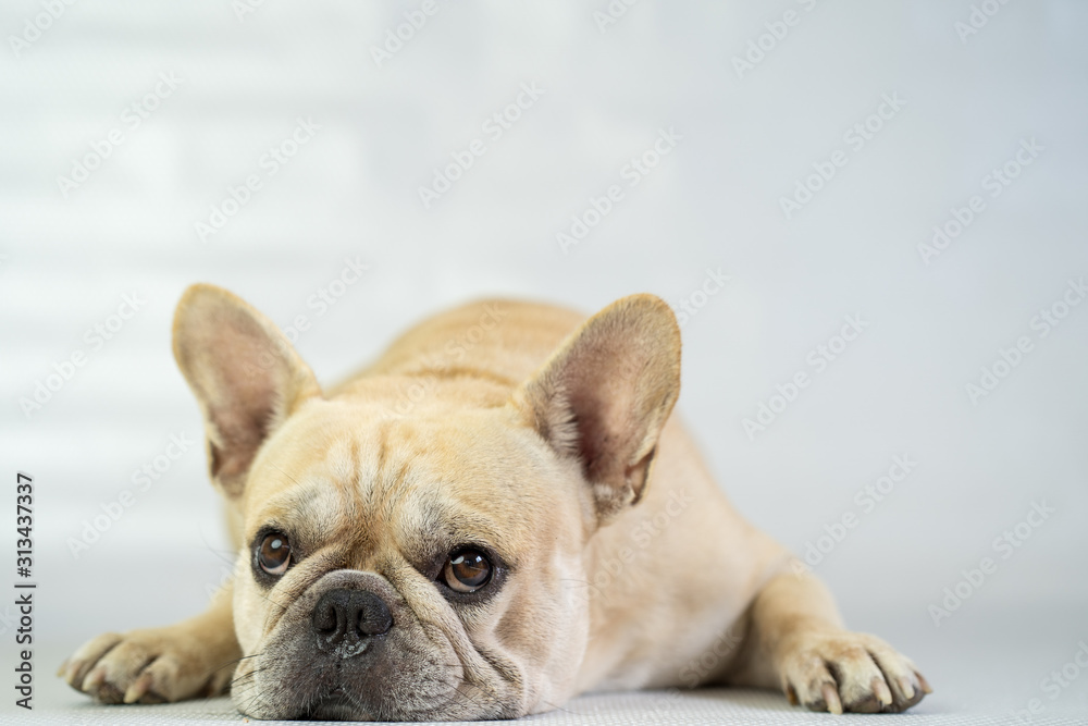 Cute french bulldog lying on floor lookin to camera.
