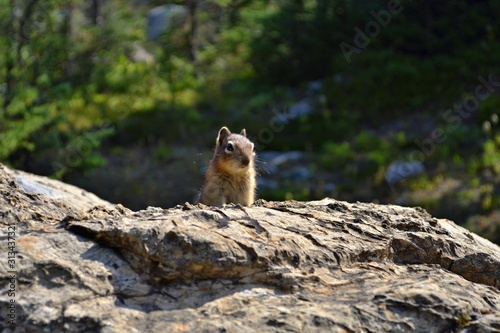 Mount Assiniboine Provincial Park. Cute chipmunk peeks from behind the stone. Beautiful sunny day in forest.