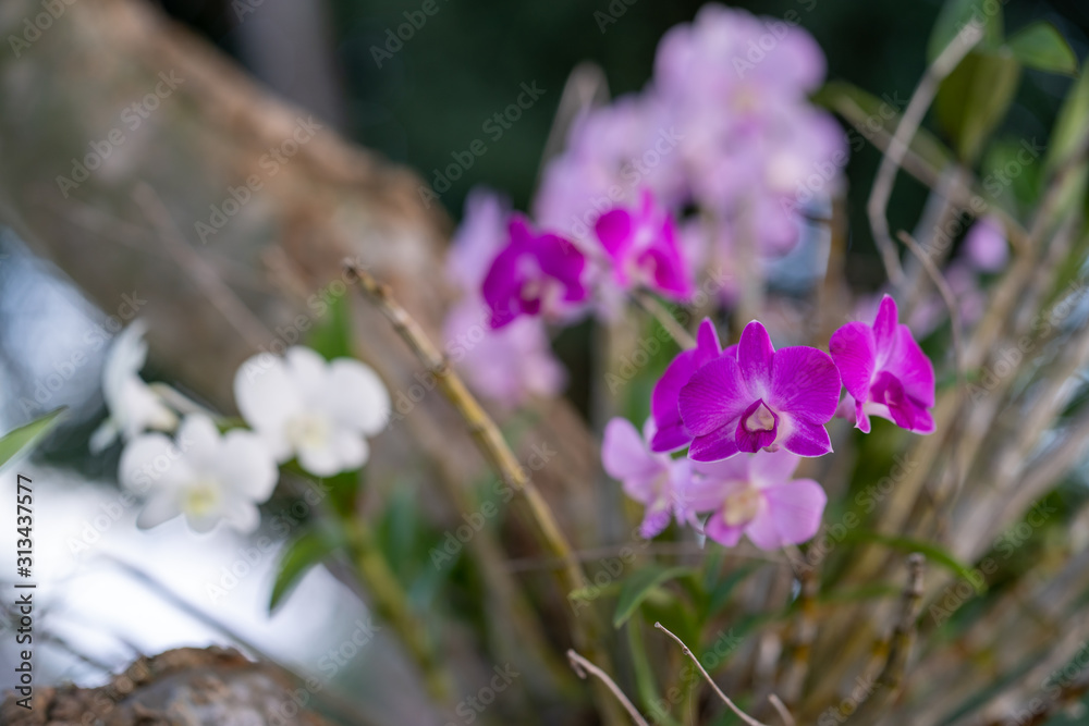 Blossom orchid in nature.
