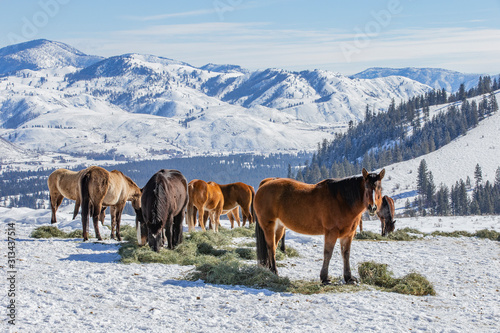 Winter at the horse ranch in the mountains of Eastern Washington state. 