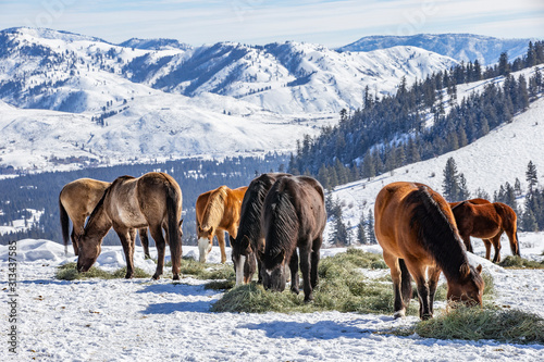 Winter at the horse ranch in the mountains of Eastern Washington state.  photo