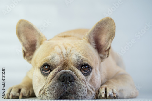 Cute looking french bulldog lying on floor indoor. © tienuskin