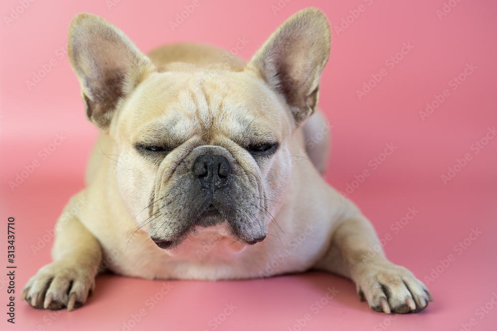 Cute french bulldog isolated on pink background.