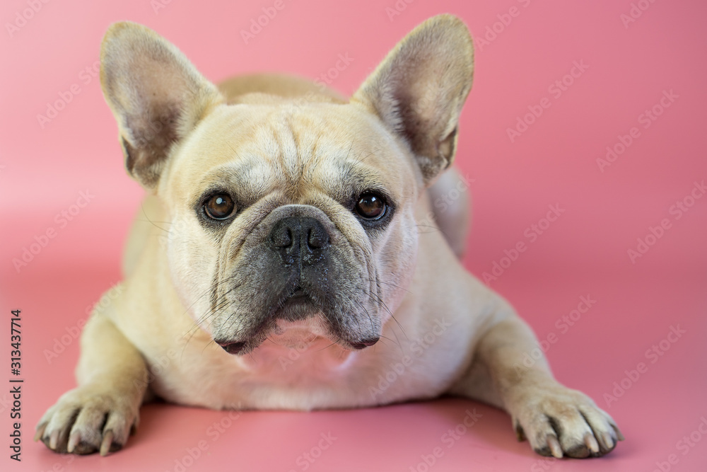 Cute french bulldog isolated on pink background.