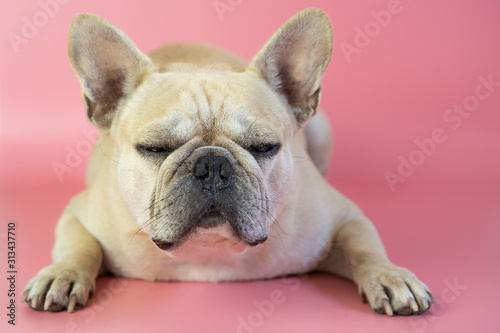 Cute french bulldog isolated on pink background. © tienuskin