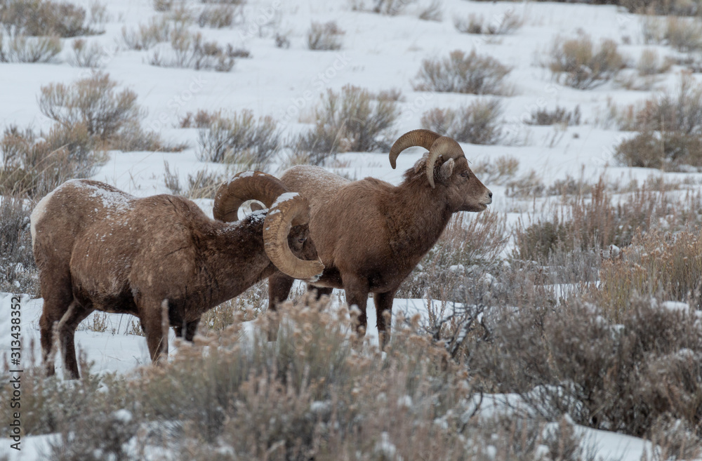 Bighorn Sheep Rams in Winter Bighorn Sheep Rams in Winter