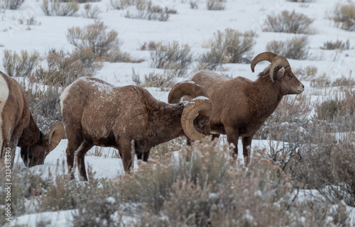 Bighorn Sheep Rams in Winter