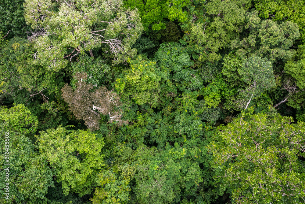 Floresta Amazônica, Arvores na reserva florestal, uma floresta primária na zona leste da cidade de Manaus, Estado do Amazonas, Brasil.. Dezembro/2019