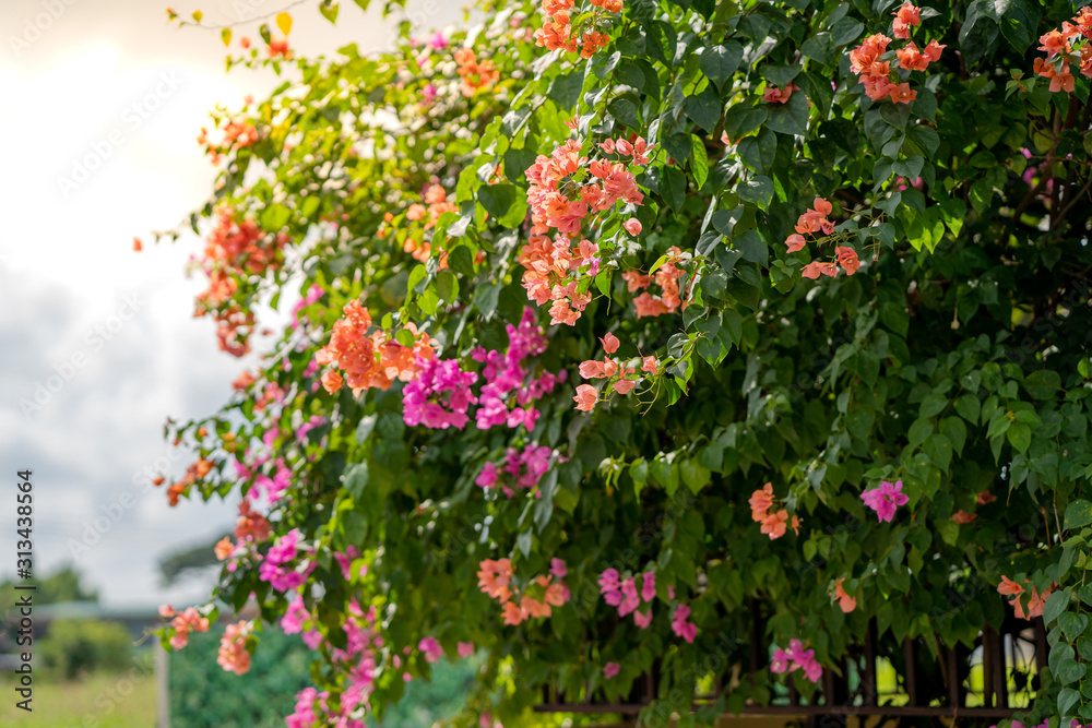 Beautiful Bougainvillea in the garden. Beautiful Bougainvillea in the garden.