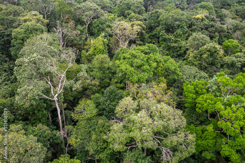 Floresta Amaz  nica  Arvores na reserva florestal  uma floresta prim  ria na zona leste da cidade de Manaus  Estado do Amazonas  Brasil.. Dezembro 2019