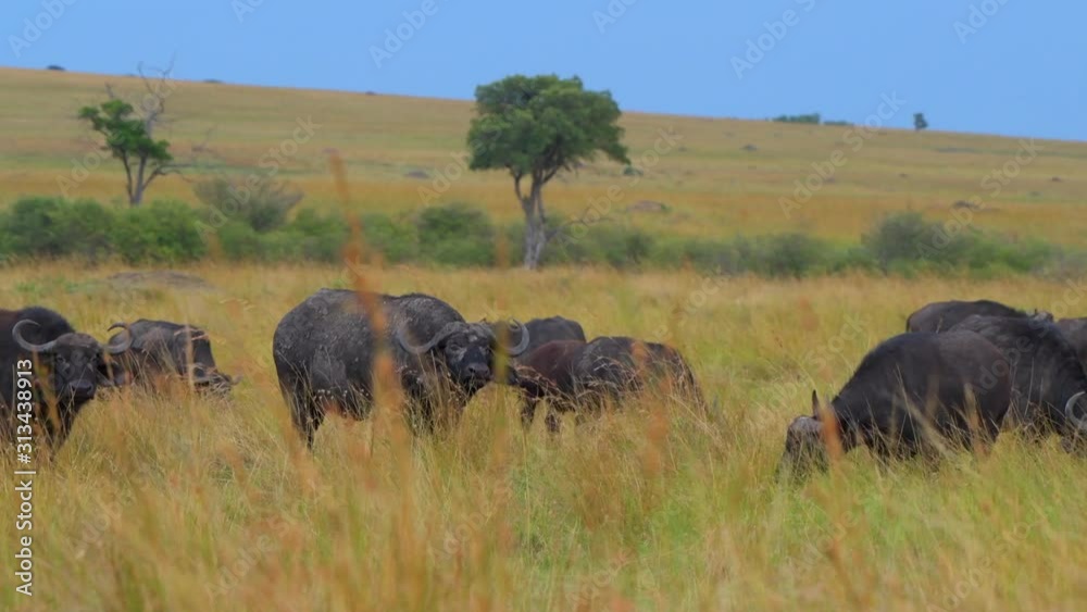 buffalo in masai mara grassland bull black strong buffalo in masai mara grassland bull black strong